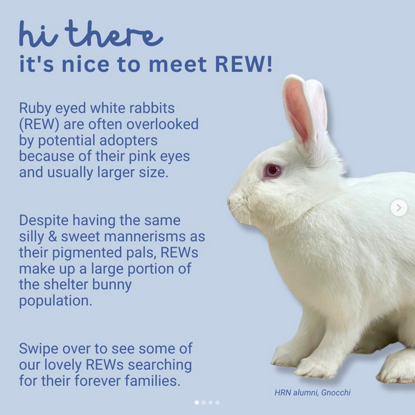 Rabbit Treat/Food Image